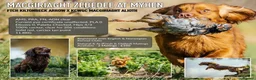 Cocker Spaniel dogs for sale: Stunning red KC working cocker puppies  - Advert 4