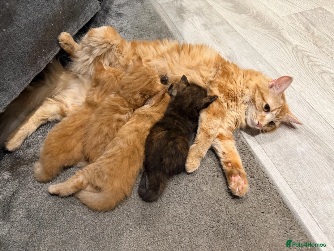 Mixed Breed cats for sale: Kittens looking for their forever homes in Huntingdon - Advert 1