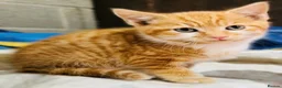 Mixed Breed cats for sale: Beautiful friendly kittens - Advert 3