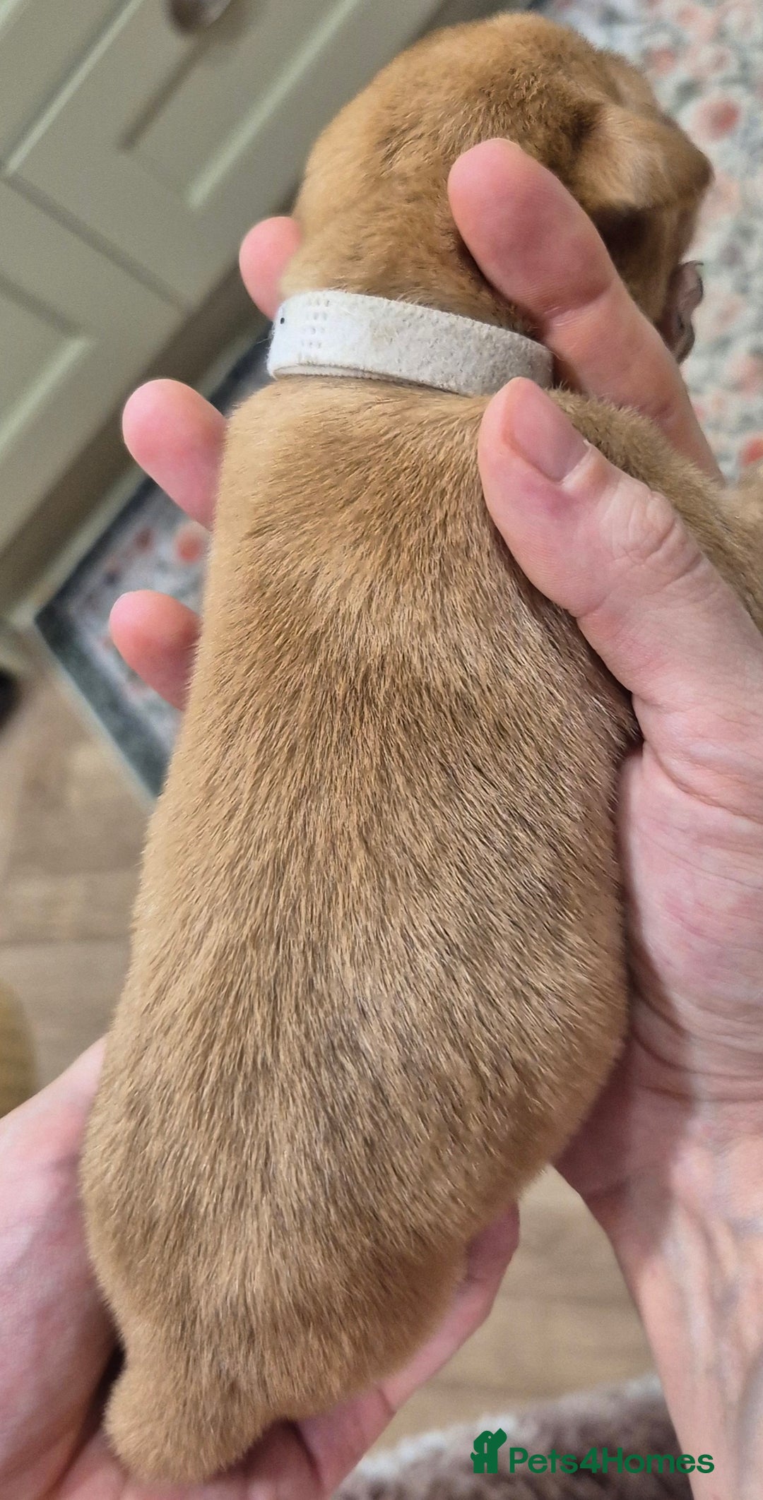 Labrador Retriever dogs for sale: KC Reg Working Fox Red & Yellow Lab Puppies - Advert 15