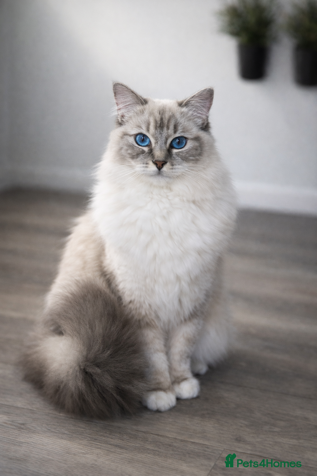 Ragdoll cats 🩷TICA registered Ragdolls🩷 - Advert 1