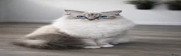 Ragdoll cats for sale: 🩷TICA registered Ragdolls🩷 - Advert 1
