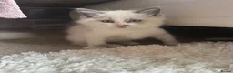 Ragdoll cats for sale: blue&lilac bi colour ragdolls   - Advert 18