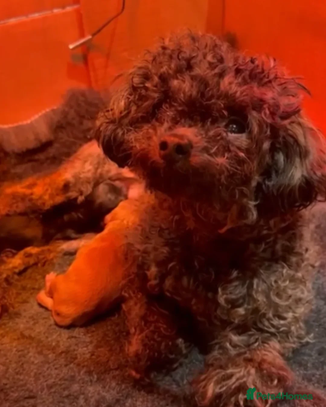 Toy Poodle dogs for sale: Rare Black Phantom Asian Toy Poodle Boy - Advert 6