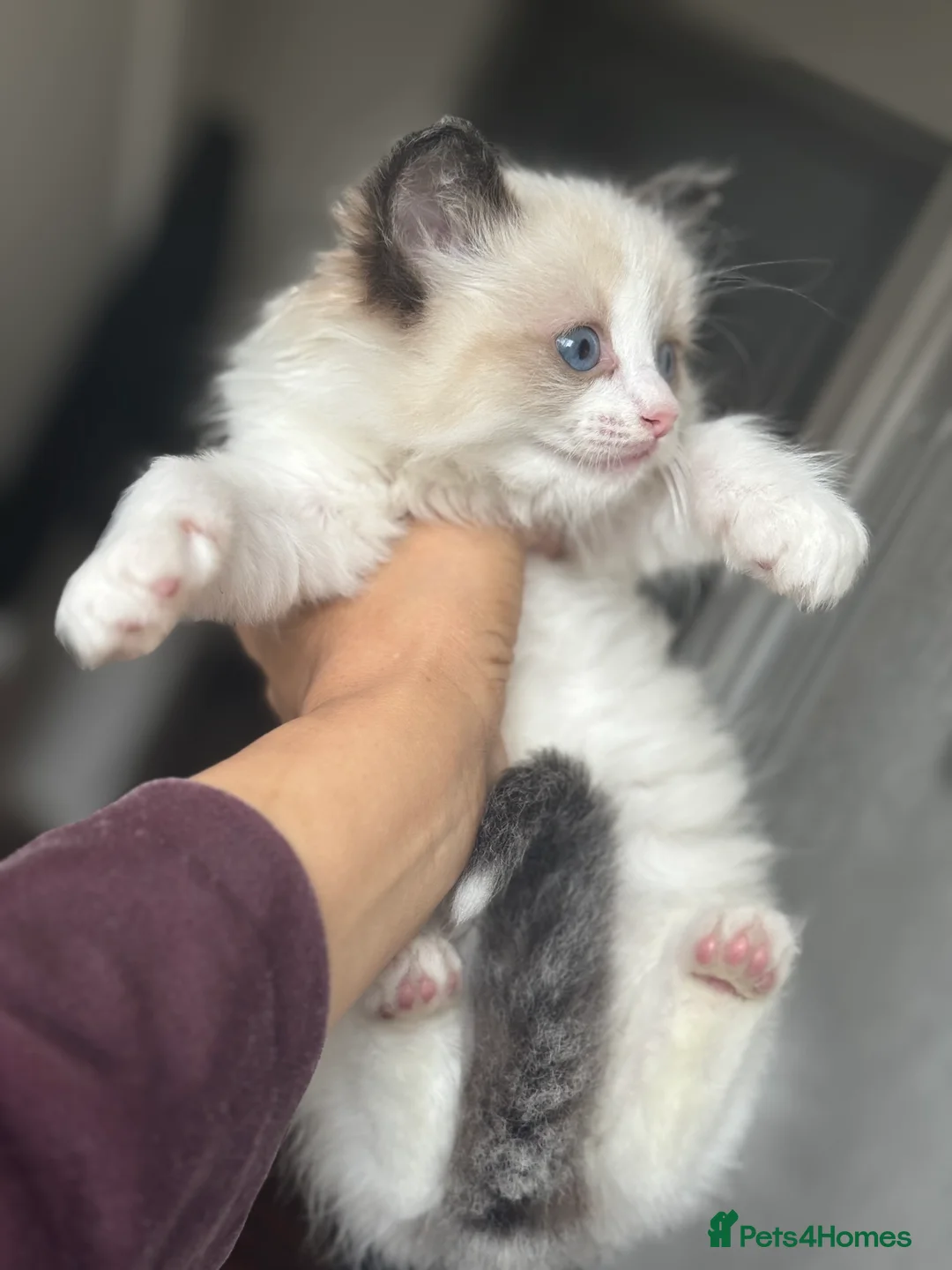 Ragdoll cats for sale: Ragdoll kittens bi color - Advert 5