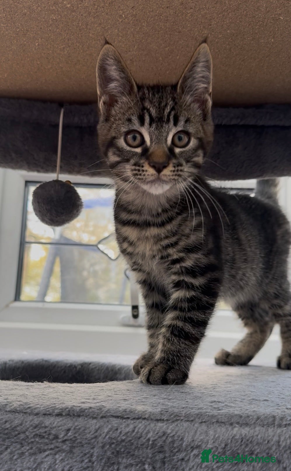 Maine Coon cats LAST MALE MAINE COON X KITTEN LEFT! - Advert 4