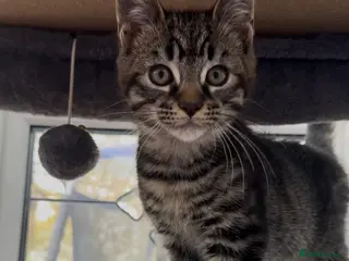 Maine Coon cats LAST MALE MAINE COON X KITTEN LEFT! - Advert 1