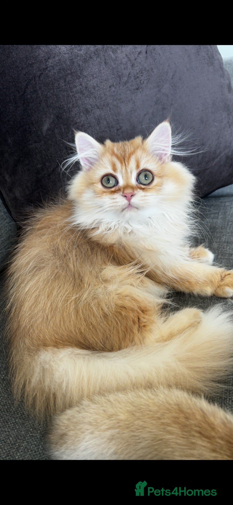 British Longhair cats Chocolate-Golden British BLH and BSH kittens  - Advert 3