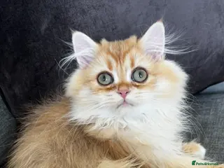 British Longhair cats Chocolate-Golden British BLH and BSH kittens - Advert 3