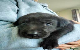 Labrador Retriever dogs for sale: KC Registered Labrador Retriever Puppies in Ross-on-Wye - Image 10