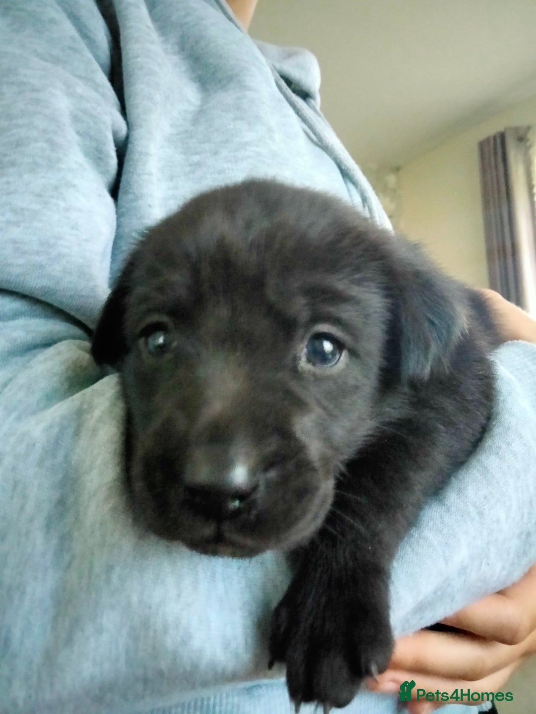 Labrador Retriever dogs for sale: KC Registered Labrador Retriever Puppies in Ross-on-Wye - Image 10