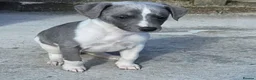 Whippet dogs for sale: Kc reg blue whippet pups  - Advert 17