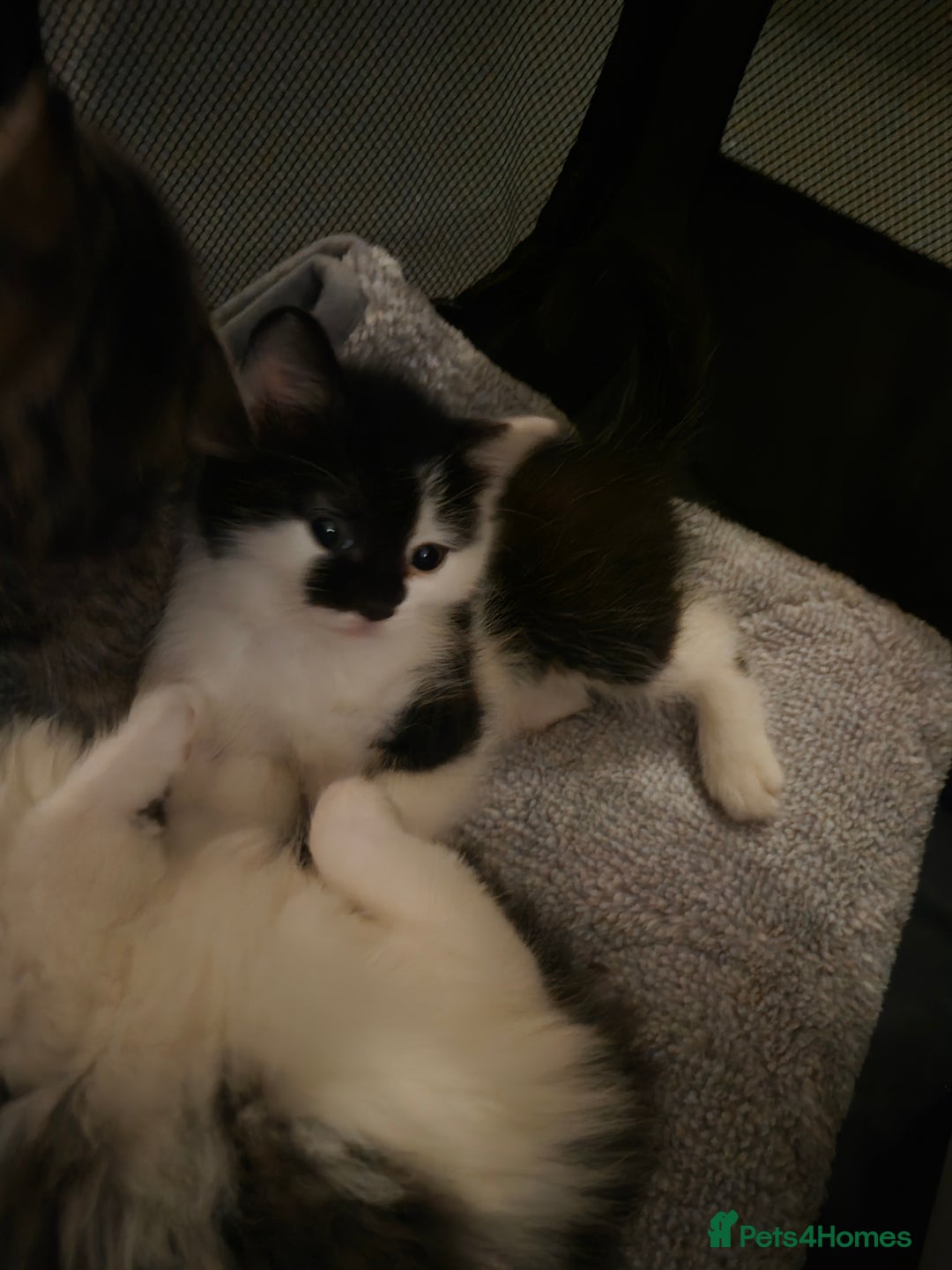 Mixed Breed cats for sale: XxX Gorgeous calico mixedbreed kittens 2 left ♥️  - Advert 25