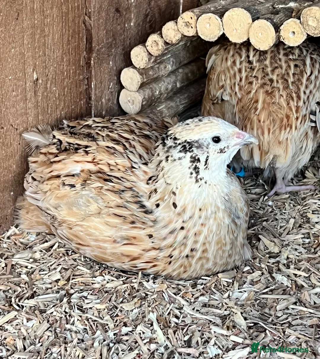 Quail poultry for sale: XL Giant Italian Coturnix Quail Hatching Eggs - Advert 2