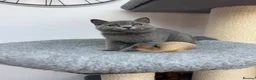 British Shorthair cats for sale: British shorthair Kitten  - Advert 7