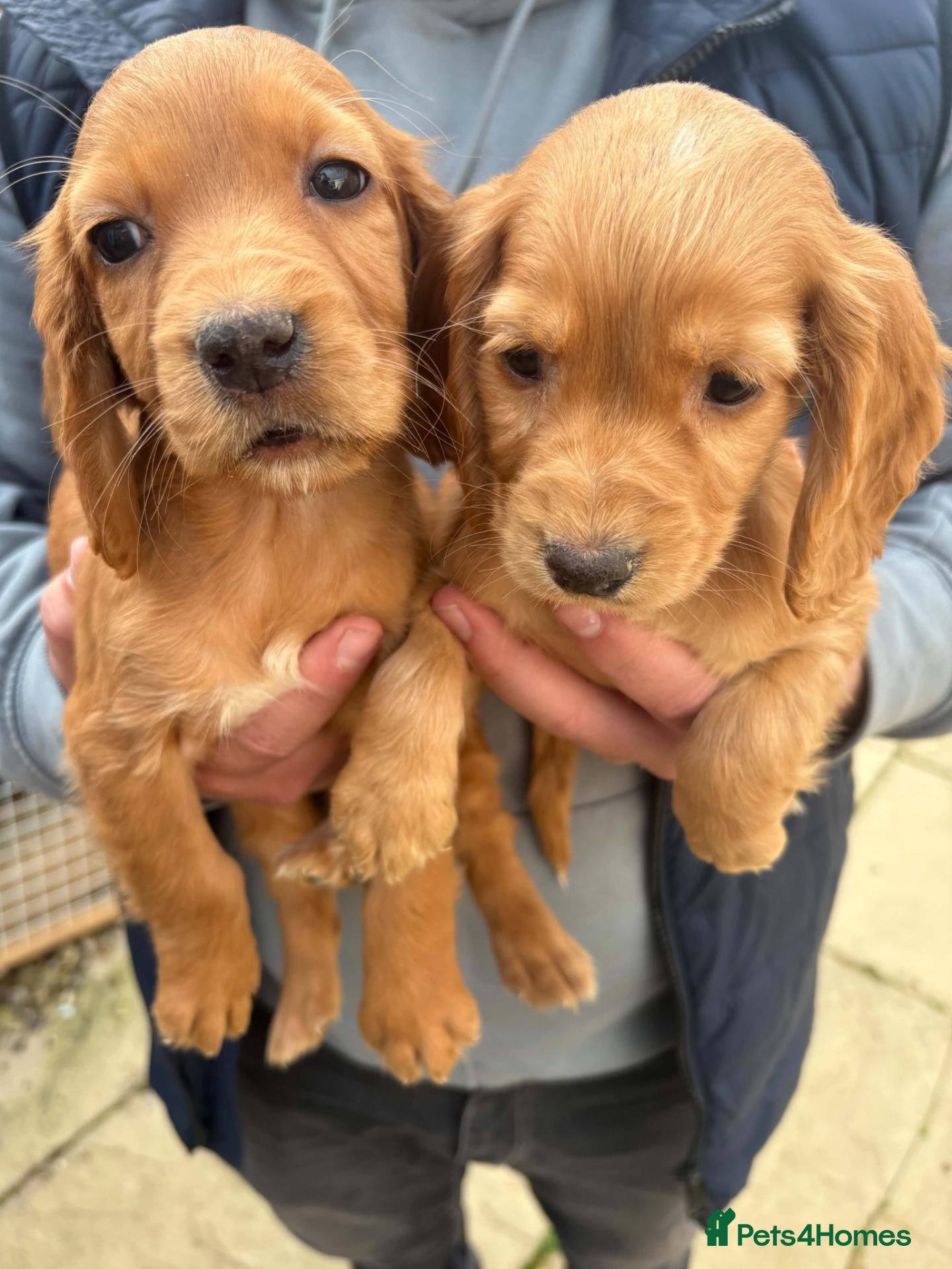 Cocker Spaniel dogs for sale: Beautiful cocker spaniel puppies  - Advert 3