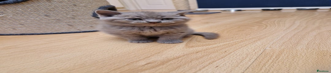 British Shorthair Kitten 5