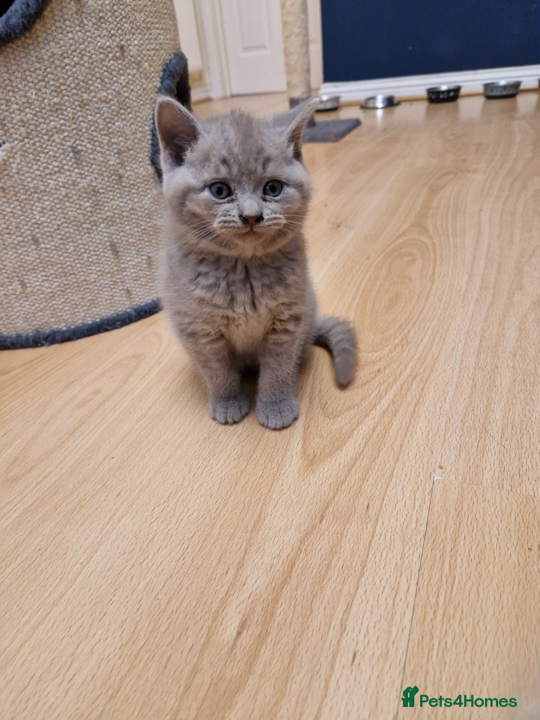 British Shorthair cats for sale: British Shorthair Kittens  - Image 10