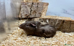 Guinea Pig rodents for sale: Lots of Baby Guinea Pigs for sale - Image 20