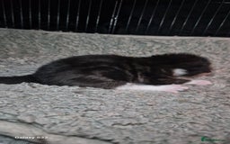 Mixed Breed cats for sale: Beautiful kittens for sale - Image 1