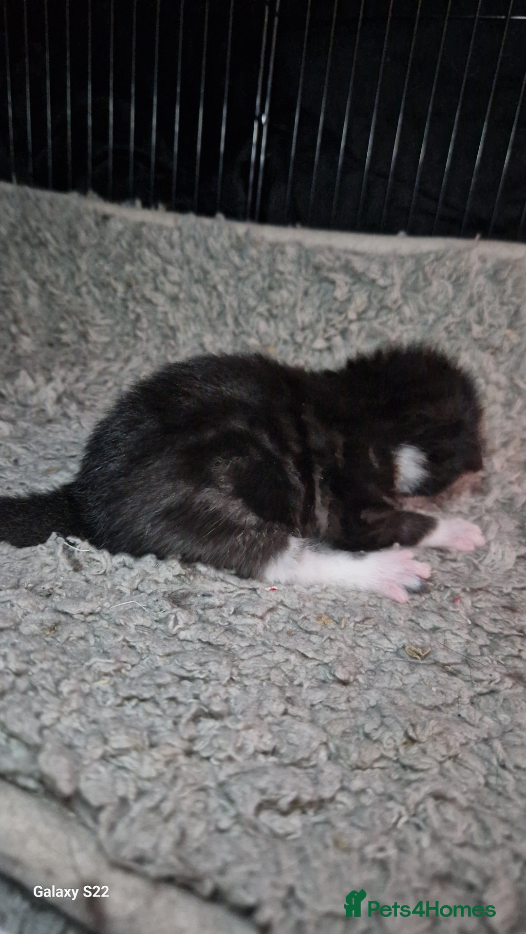 Mixed Breed cats for sale: Beautiful kittens for sale - Image 1