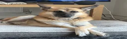 German Shepherd dogs for sale: Luna  - Advert 2