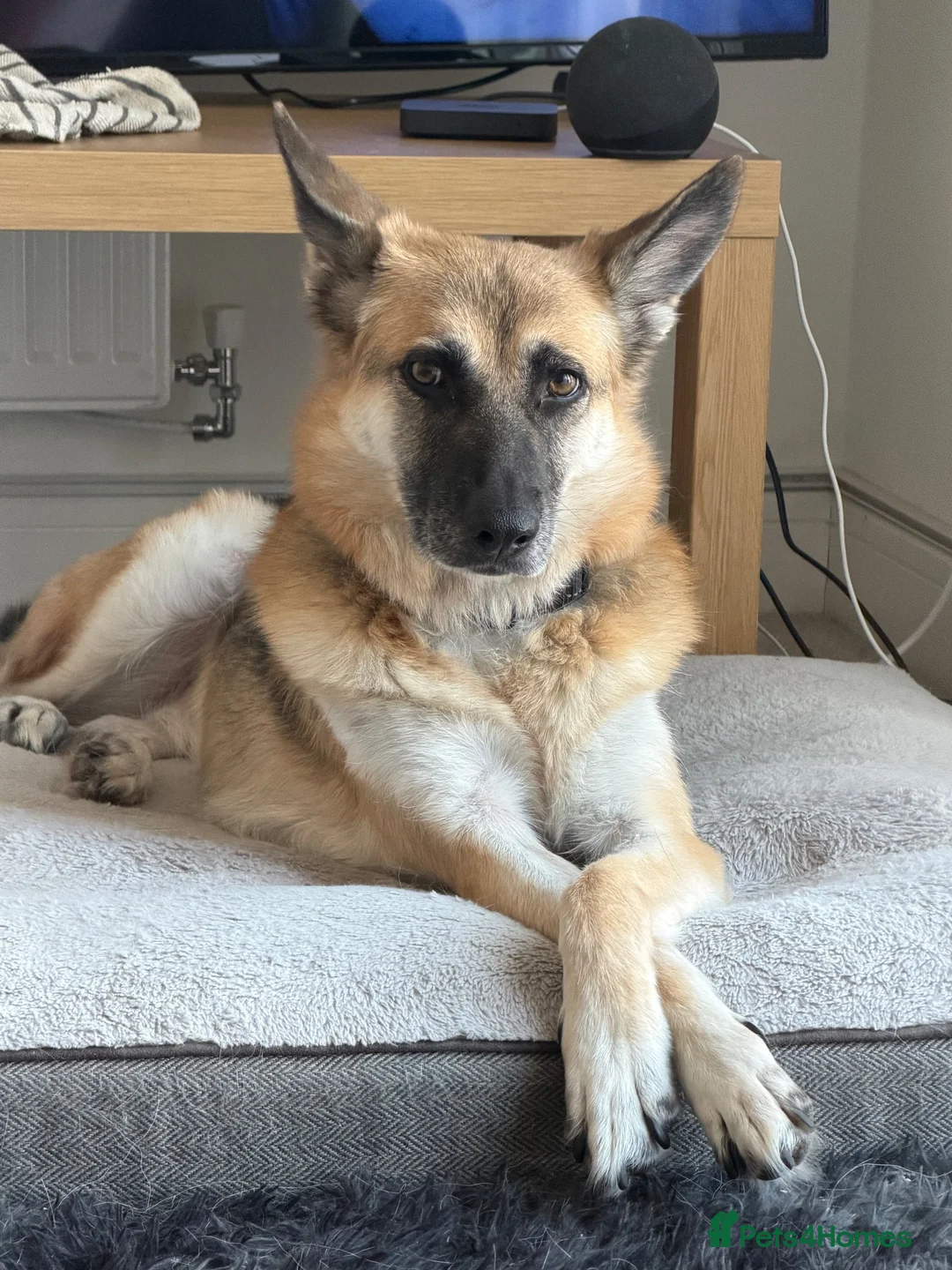 German Shepherd dogs for sale: Luna  - Advert 2