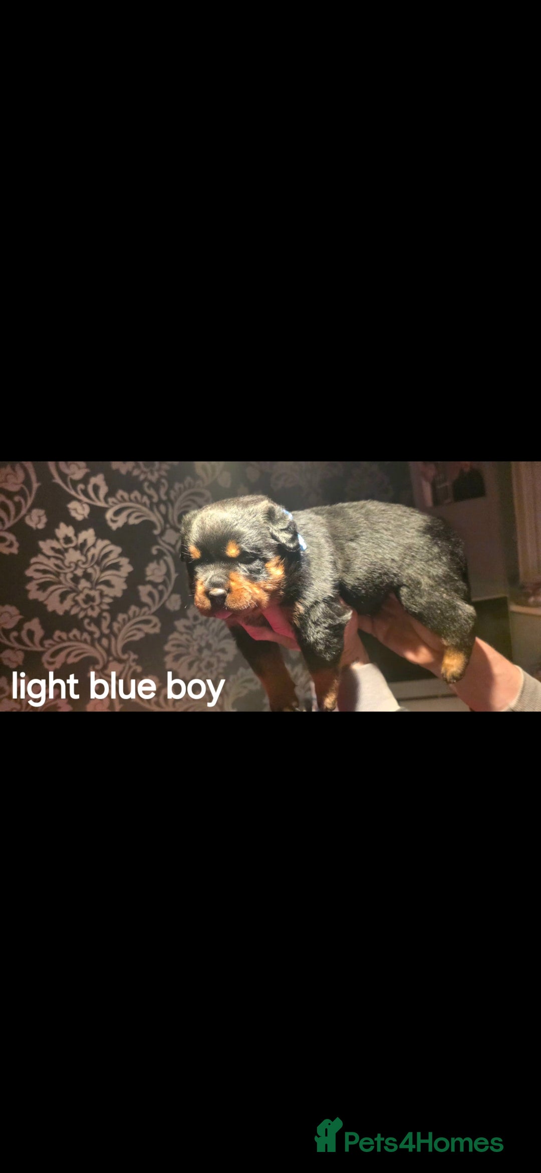 Rottweiler dogs for sale: Kc rottweiler  - Advert 22