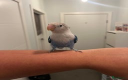 Lovebirds birds for sale: Lovebird, cages, birdstand and food for sale  - Image 3