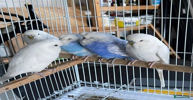 Budgerigars birds Beautiful Adult Budgies - Advert 4