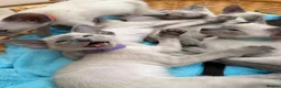 Siamese cats for sale: Pedigree GCCF Registered Siamese Kittens  - Advert 4