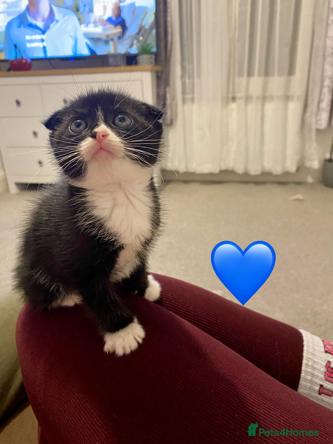 Mixed Breed cats for sale: 3 kittens, 2 girls 1 boy. READ DESCRIPTION  - Advert 7