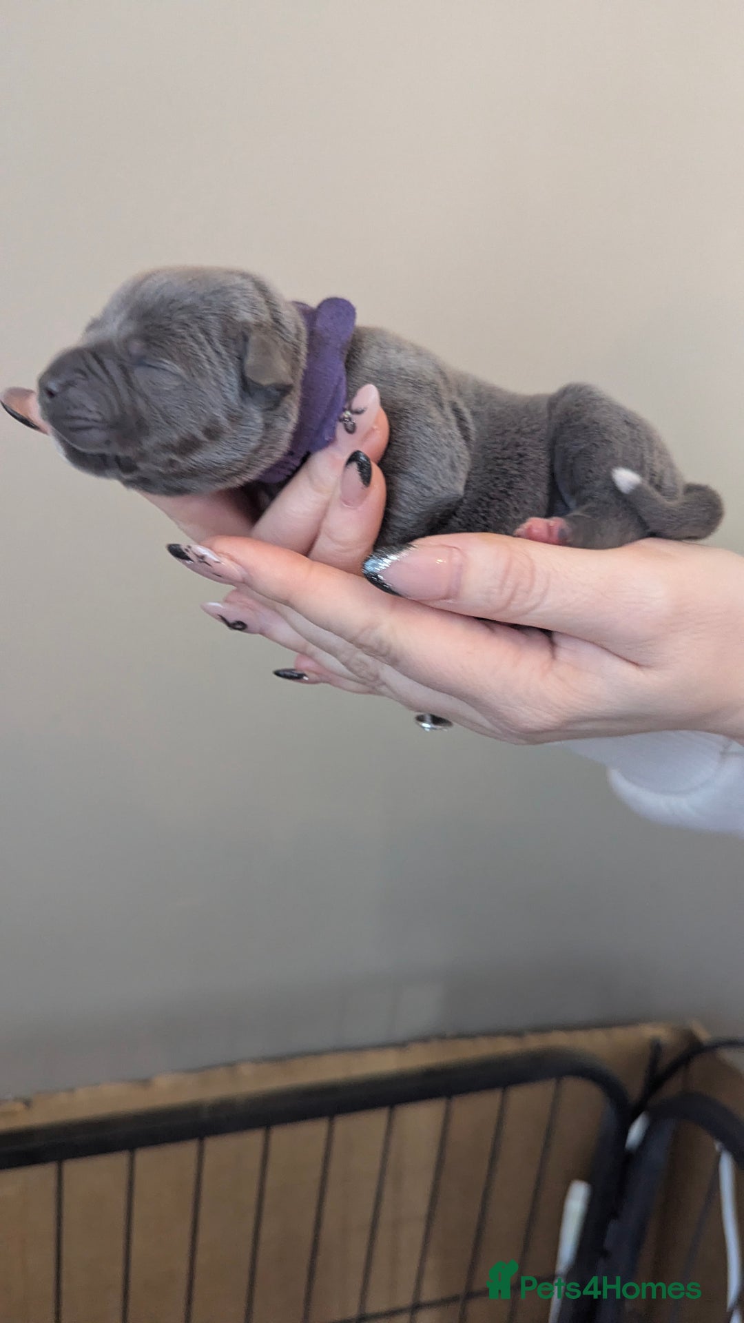 Staffordshire Bull Terrier dogs for sale: Beautiful KC reg Staffordshire bull terriers - Advert 28