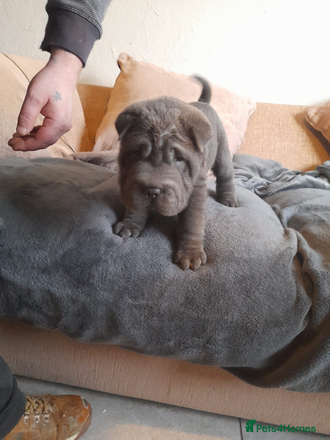 Shar Pei dogs for sale: Only 3 left beautiful pups ready to leave  - Advert 31