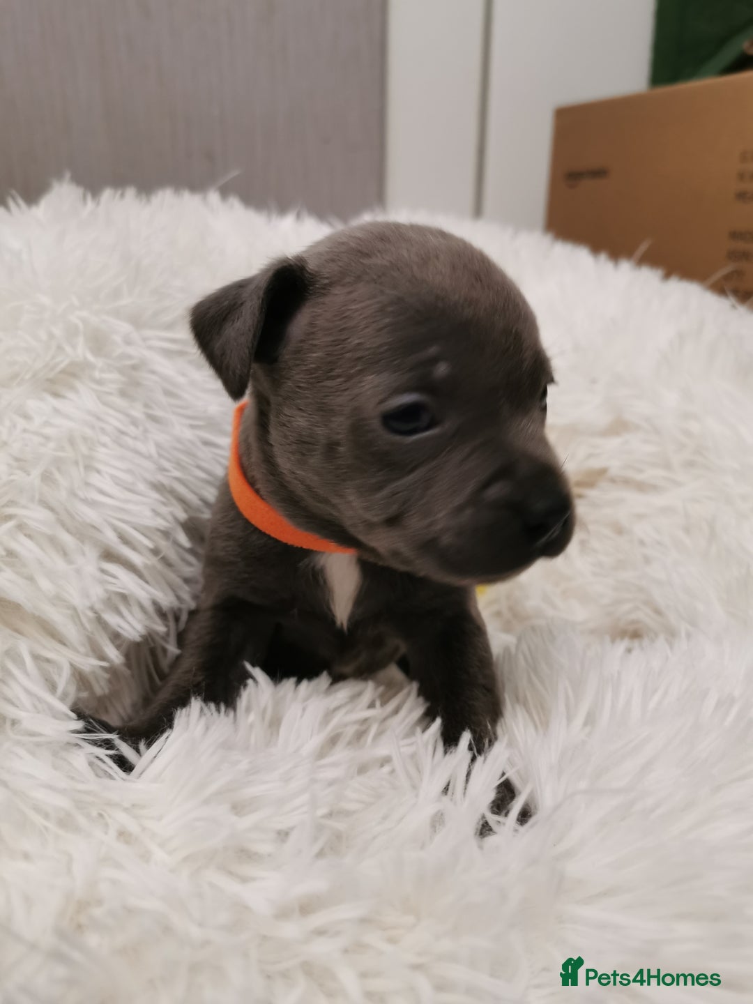Staffordshire Bull Terrier dogs for sale: Staffordshire Bull Terrier puppies for sale  - Advert 16