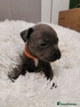 Staffordshire Bull Terrier Puppy orange