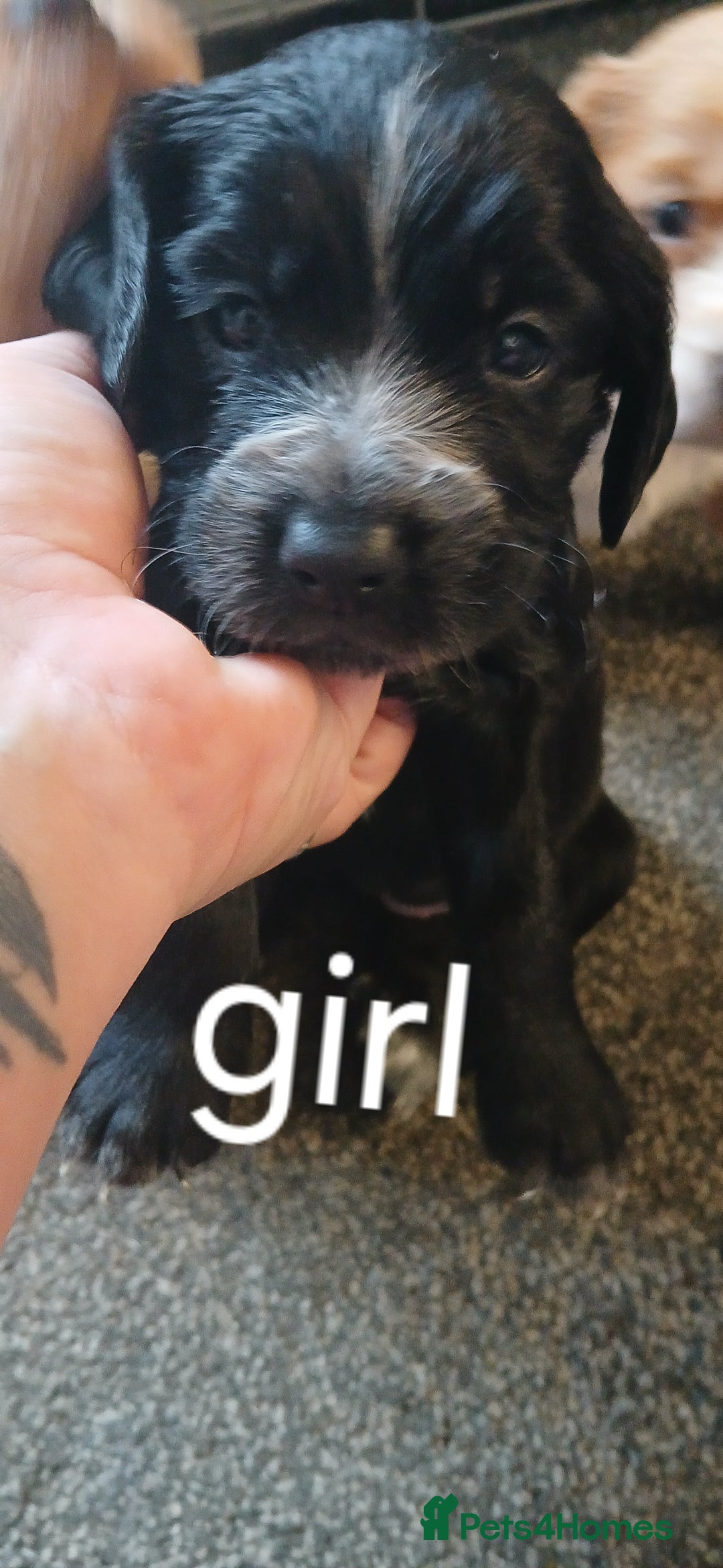 Cocker Spaniel dogs for sale: 5 beautiful cocker spaniels  - Image 4