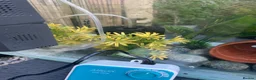 Fancy Goldfish fish for sale: Big fish tank and all accessories - Advert 7
