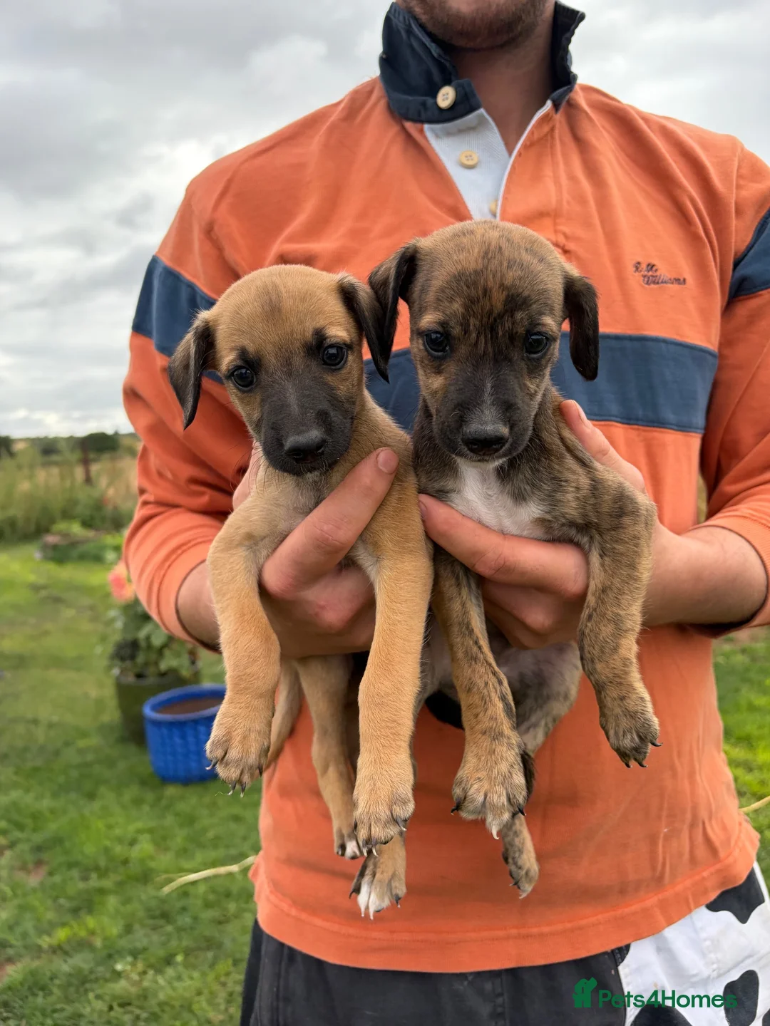 Whippet dogs for sale: Beautiful whippet puppies  - Advert 1