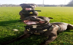 Staffordshire Bull Terrier dogs for sale: Staff bull terrier  - Image 2