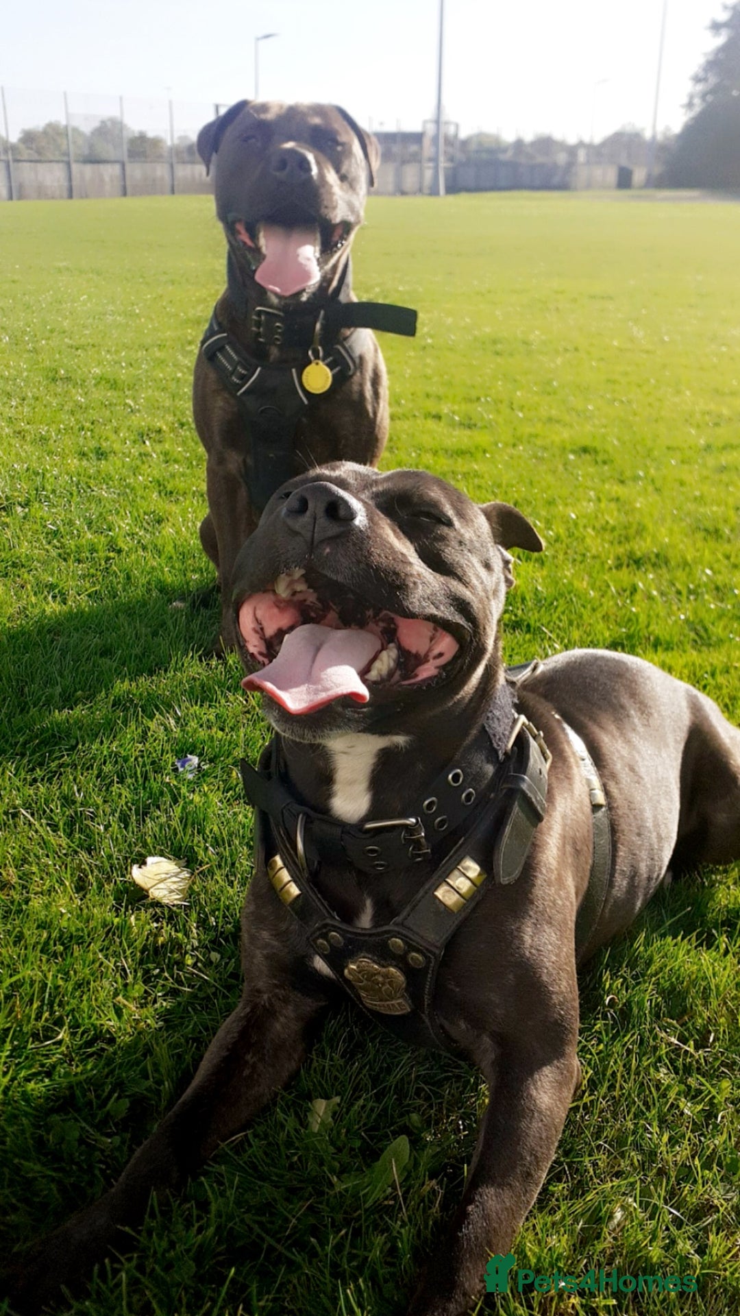 Staffordshire Bull Terrier dogs for sale: Staff bull terrier  - Image 2