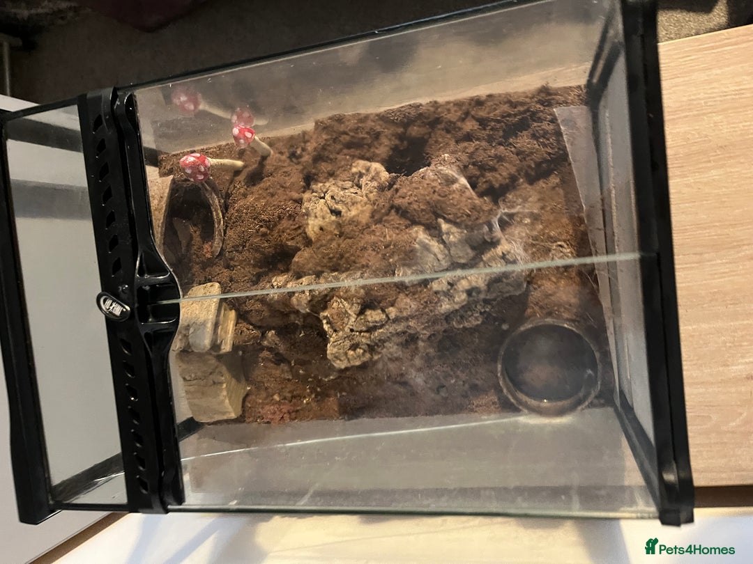 Tarantulas invertebrates for sale: Adult Female Tliltocatl albopilosus - Image 6