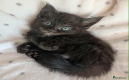 Ragdoll cats for sale: 2 Gorgeous Ragdoll kittens - Image 2