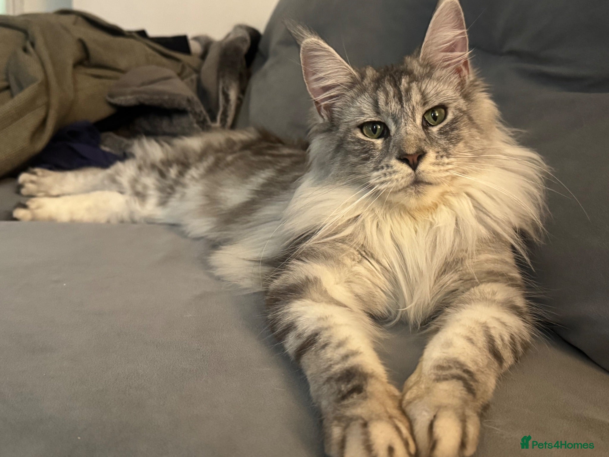 Maine Coon cats Tica Registered 5 Russian Mainecoon  - Advert 1
