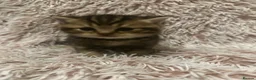 British Shorthair cats for sale: Golden BSH Kittens  GCCF Registered - Chunky bear  - Advert 25