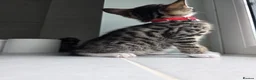 Mixed Breed cats for sale: Beautiful Bengal Siamese mix  - Advert 4