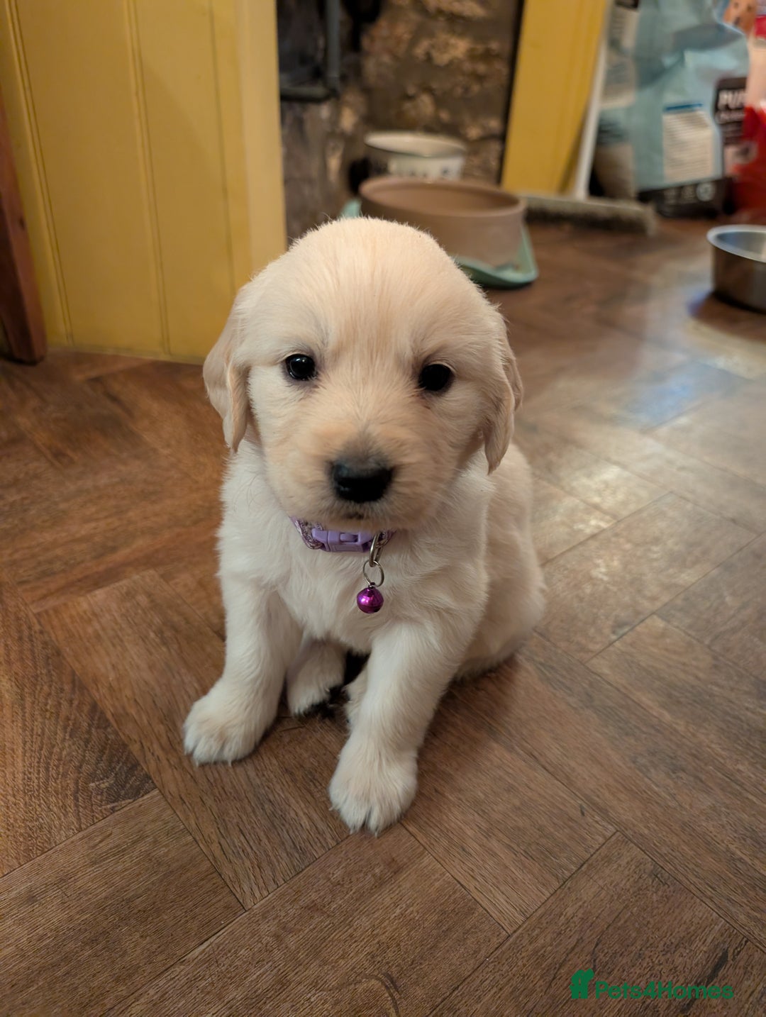 Golden Retriever dogs for sale: ❤️ Superb Litter of Golden Retriever Puppies ❤️ - Image 39