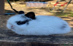 Netherland Dwarf rabbits for sale: Real Netherland Dwarf High Quality Babies  - Image 1