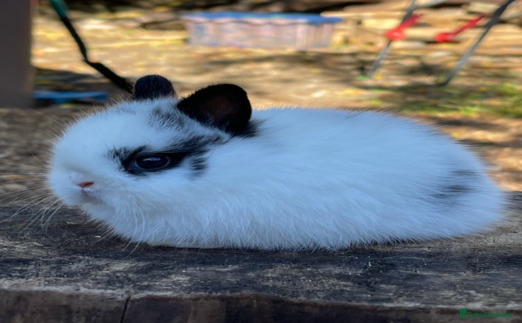 Netherland Dwarf rabbits - Advert 2
