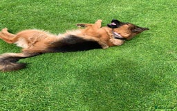 German Shepherd dogs for sale: German shepherd for good home - Image 9